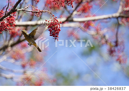 飛ぶ虫 鳥綱 落差 38426837
