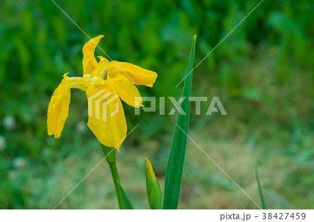 清々しく黄色の花を咲かせるキショウブ 清々しく黄色の花を咲かせるキショウブ 38427459