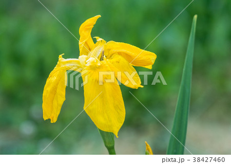 清々しく黄色の花を咲かせるキショウブ 清々しく黄色の花を咲かせるキショウブ 38427460