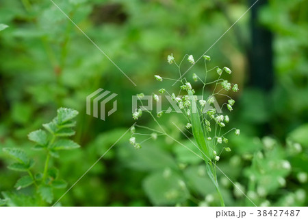 雑草の一種の姫小判草 38427487
