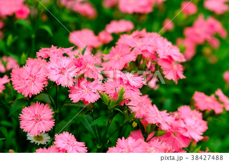 ピンクの花を一面に咲かせるセキチクの花 38427488