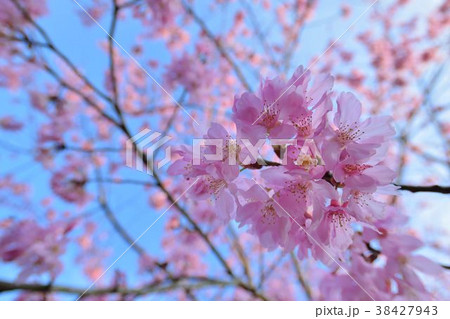 ピンクレディー桜 台湾桜 台湾 38427943