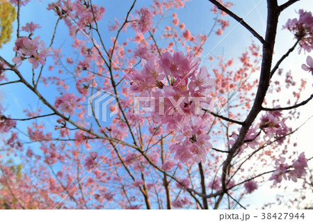 ピンクレディー桜 台湾桜 台湾 38427944