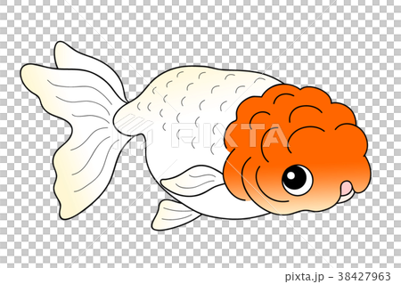 金魚　ランチュウ 38427963