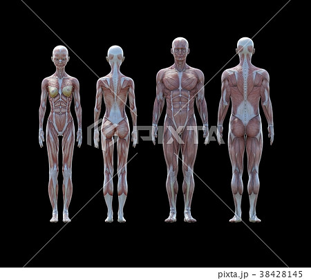 女性男性 解剖 筋肉 ３dcg イラスト素材のイラスト素材