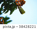 鳥 からし色 昆虫 38428221
