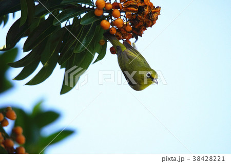 鳥 からし色 昆虫 38428221