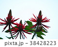 鳥 からし色 昆虫 38428223