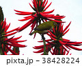 鳥 からし色 昆虫 38428224