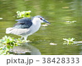 ゴイサギ 五位鷺 ごいさぎ 38428333