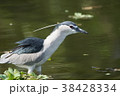 ゴイサギ 五位鷺 ごいさぎ 38428334