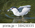 ゴイサギ 五位鷺 ごいさぎ 38428335