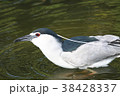 ゴイサギ 五位鷺 ごいさぎ 38428337