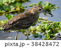 ゴイサギ 五位鷺 ごいさぎ 38428472