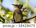 鳥 鳥綱 胸 38428473