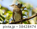 鳥 鳥綱 胸 38428474