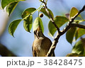 鳥 鳥綱 胸 38428475