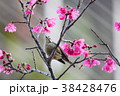 鳥綱 台湾 腰掛け 38428476