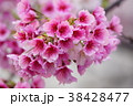 モモの花 はなもも 桃花 38428477