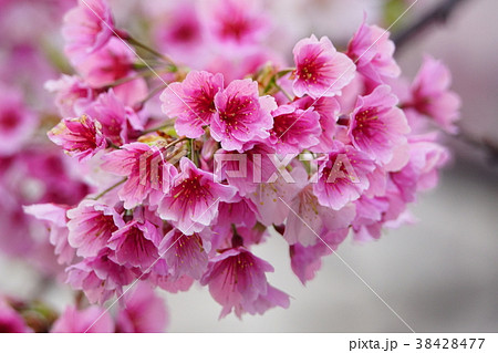 モモの花 はなもも 桃花 38428477