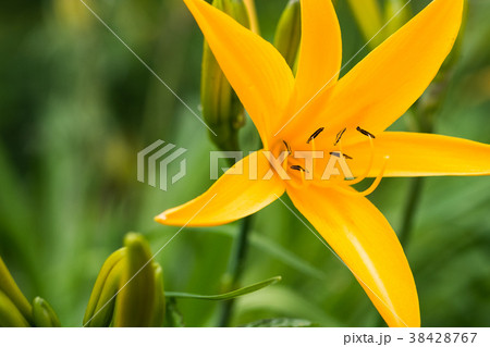ユリに似た花のヘメロカリス ユリに似た花のヘメロカリス 38428767