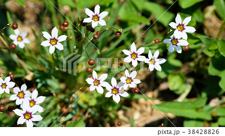 雑草の一種のとてもいい小さくて可愛い花のニワゼキショウの写真素材