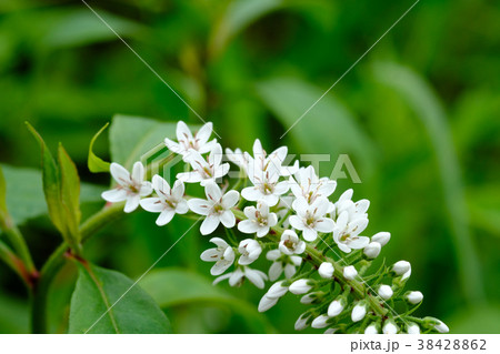小さな花が虎の尾の形に集まった花の写真素材