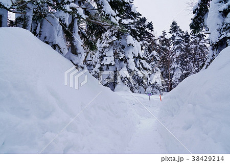 西穂高口 雪の回廊 西穂高口 雪の回廊 38429214