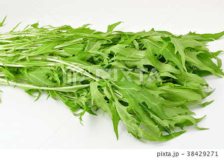 水菜 38429271