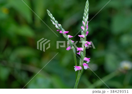 野原に普通に生えているネジバナ 野原に普通に生えているネジバナ 38429351