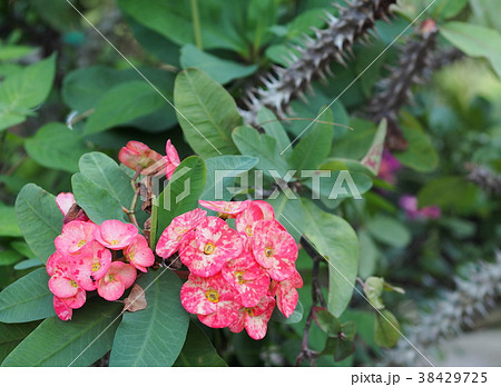 red flowers of Crown of thorns, Christ Thorn 38429725