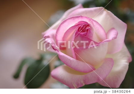 薄桃色のバラ プリンセス ドゥ モナコの写真素材