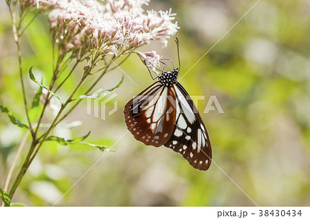 アサギマダラ 38430434