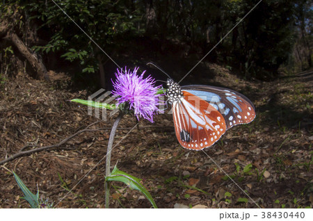 アサギマダラ 38430440