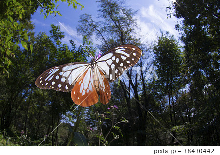 アサギマダラ 38430442