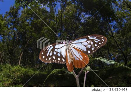 アサギマダラ 38430443