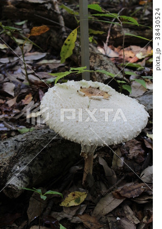 マントカラカサタケ 38430524