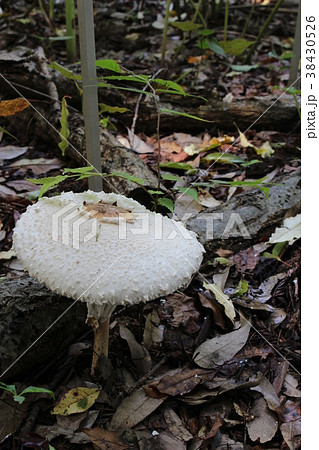 マントカラカサタケ 38430526