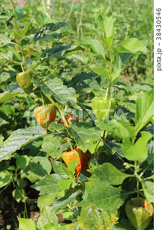 ホオズキ 38430546