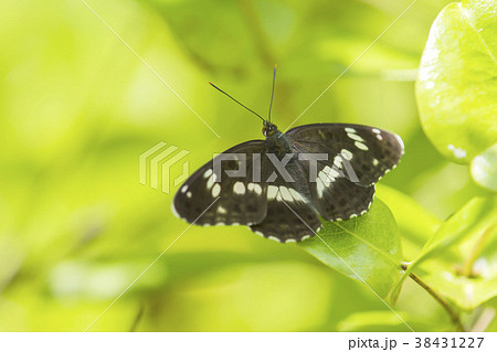 イチモンジチョウ 38431227