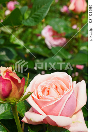 サーモンピンクが美しいバラの写真素材