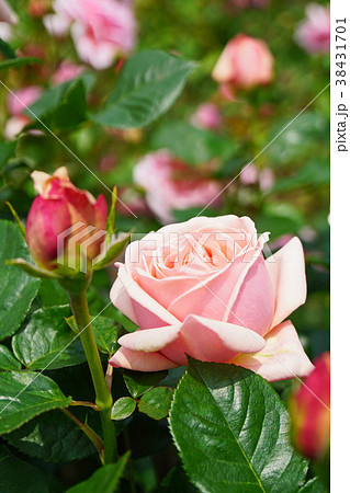 サーモンピンクが美しいバラの写真素材