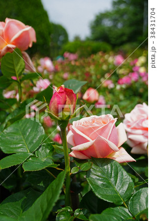 サーモンピンクが美しいバラ 38431704