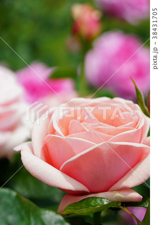 サーモンピンクが美しいバラ サーモンピンクが美しいバラ 38431705