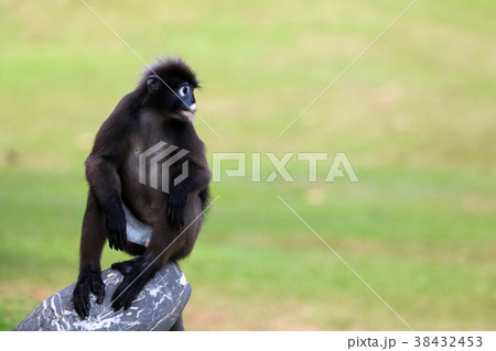 Wild animals in the garden, Leaf monkey or langur 38432453