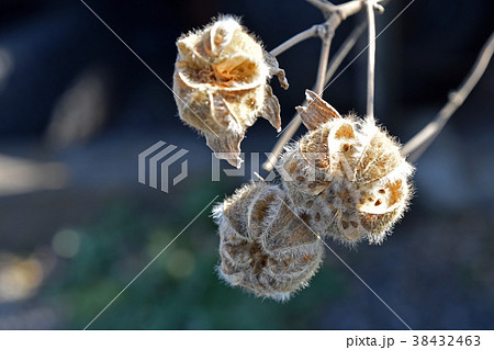 枯れ芙蓉 枯れ芙蓉 38432463