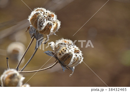 枯れ芙蓉 枯れ芙蓉 38432465