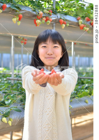 イチゴ狩りを楽しむ女の子 38432888