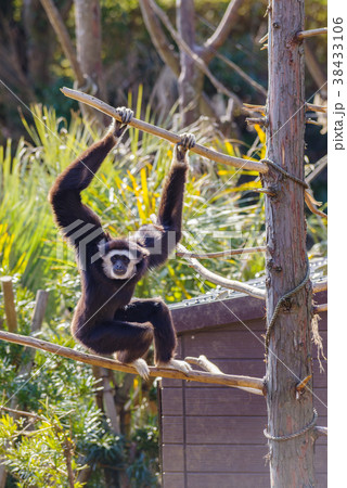 伊豆シャボテン公園 シロテテナガザル 伊豆シャボテン公園 シロテテナガザル 38433106