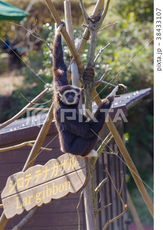 伊豆シャボテン公園　シロテテナガザル 38433107